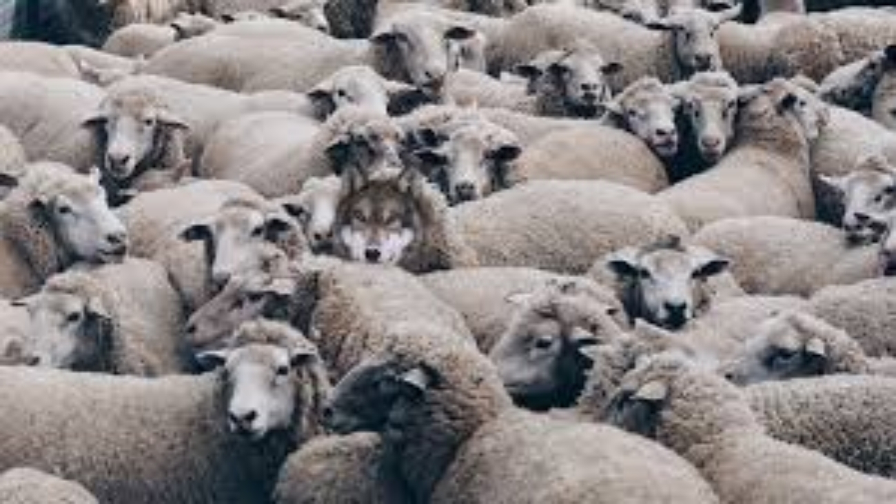 wolf-in-sheeps-clothing_orig